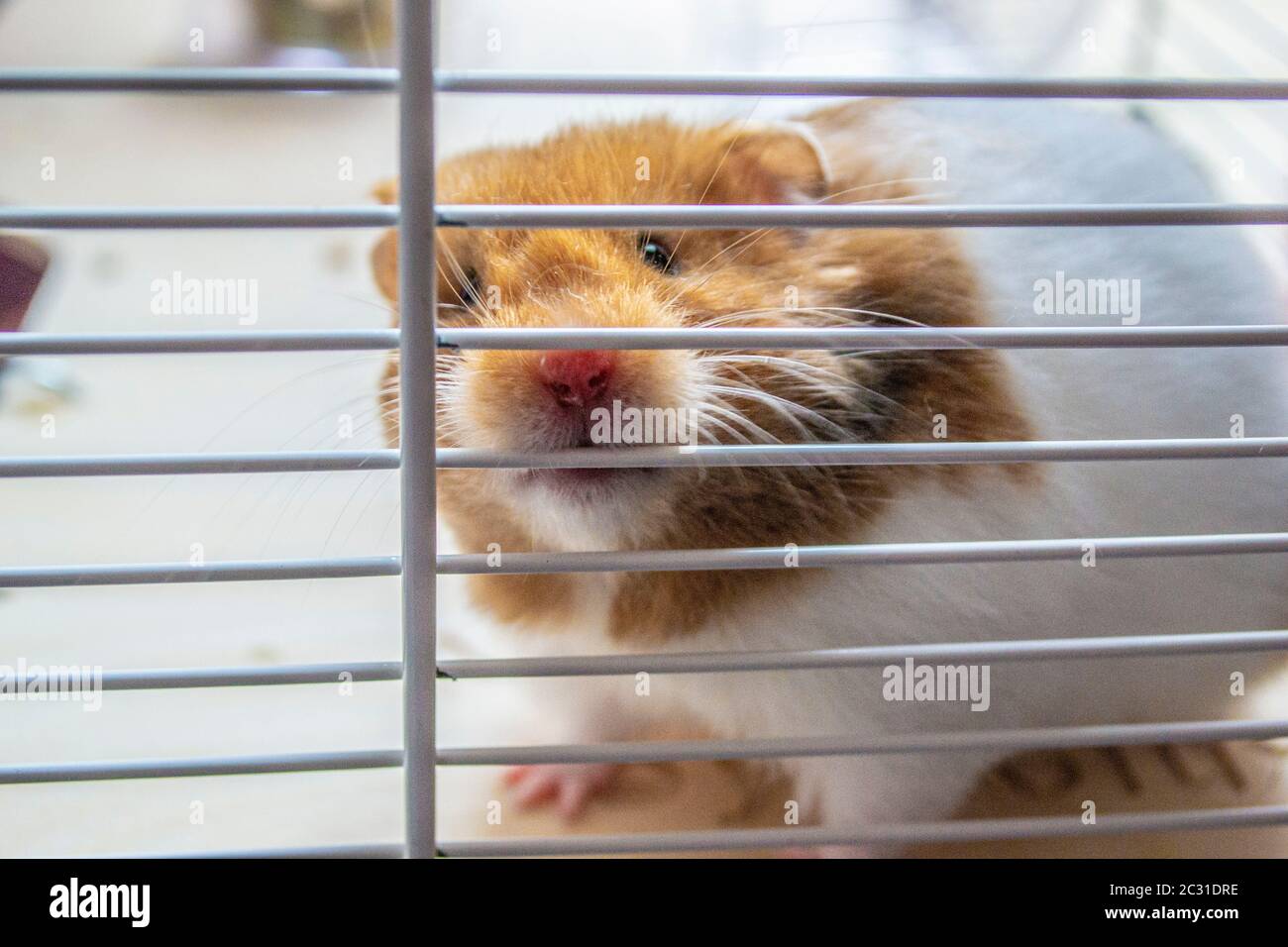 Gros plan sur un hamster syrien Banque D'Images