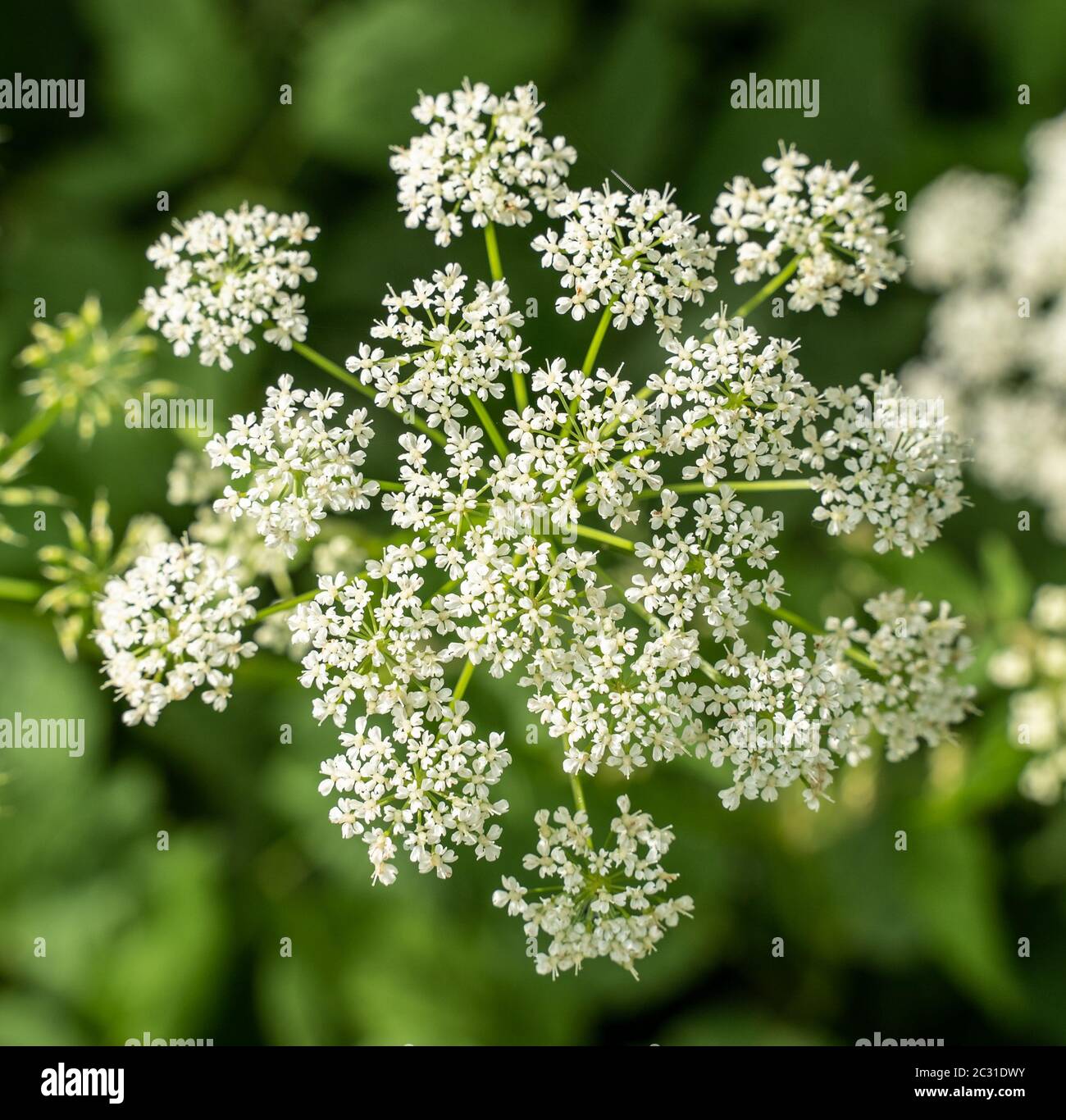 La dentelle de la reine Anne (Daucus carota) fleurit dans le jardin de fleurs sauvages d'été Banque D'Images