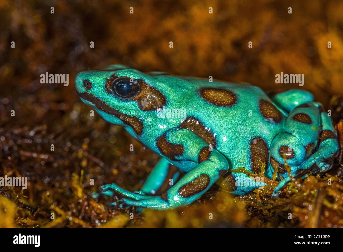 Dendrobates auratus 'Microspot', captive élevée, Understory Enterprises, Native to: Panama Banque D'Images