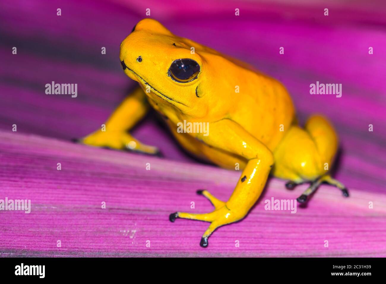 Grenouille empoisonnée dorée (Phyllobates terribilis) 'jaune', captive élevée, Understory Enterprises, Native to: Colombie Banque D'Images