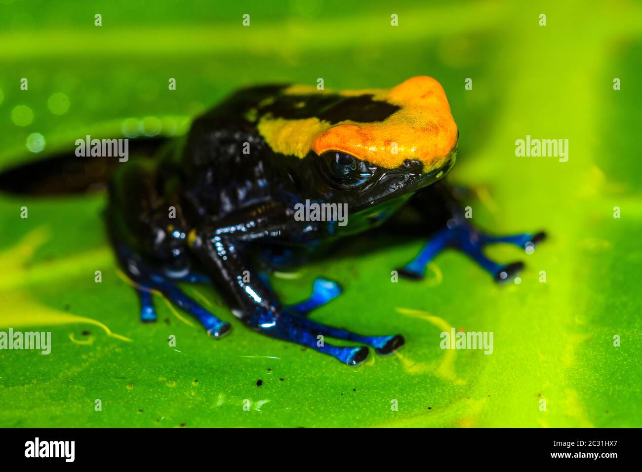 Dendrobates tinctorius 'cobalt', captive élevée, Understory Enterprises, Native to: Guyana, Suriname, Brésil, et presque tous les Gu français Banque D'Images