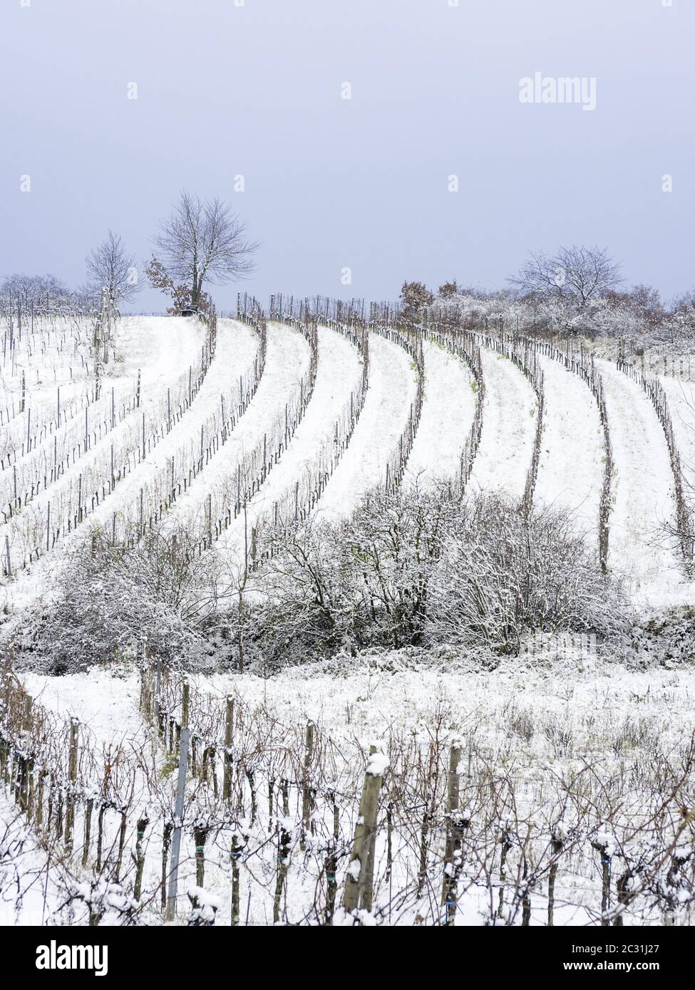 Vignobles d'hiver avec neige au Burgenland Banque D'Images
