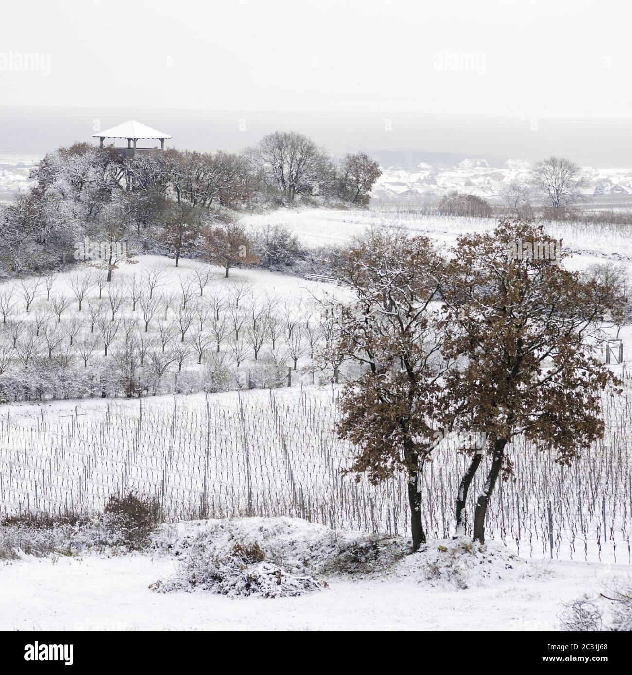Vignobles avec tour de guet en hiver à Burgenland Autriche Banque D'Images