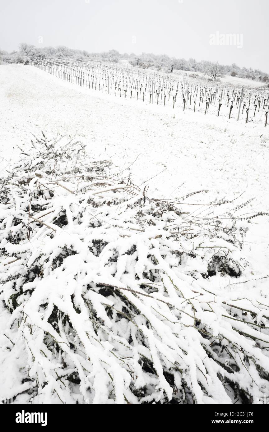 vignobles en hiver à burgenland Banque D'Images