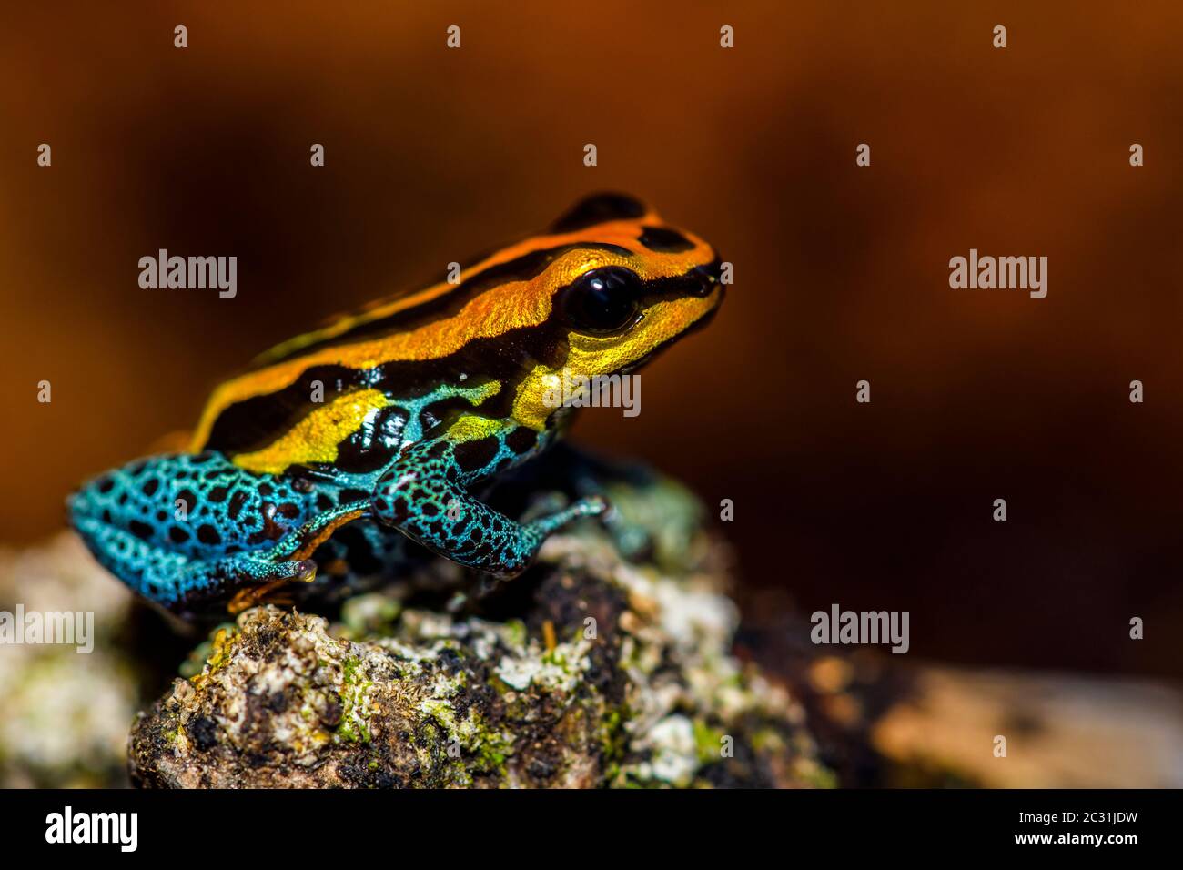 Splash-back, variable poison Frog (Ranitomeya variabilis) 'verradero', captif, élevé, Understory Enterprises, Native to: Pérou Banque D'Images