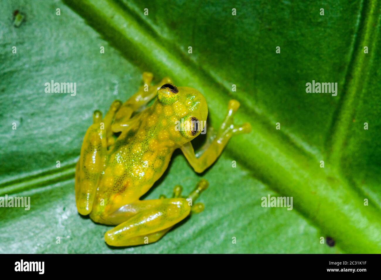La Palma Glass Frog - Hyalinobactrachium valerioi, captive élevée, Understory Enterprises, Native to: Costa Rica Banque D'Images