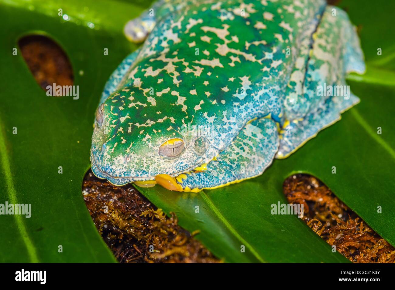 Grenouille à feuilles frangées (Cruziohyla craspedopus), Entreprises captives à étage inférieur, indigènes aux basses terres amazoniennes en Amérique du Sud Banque D'Images