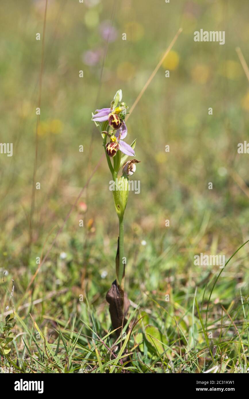 L'orchidée abeille (Ophrys apifera) Banque D'Images