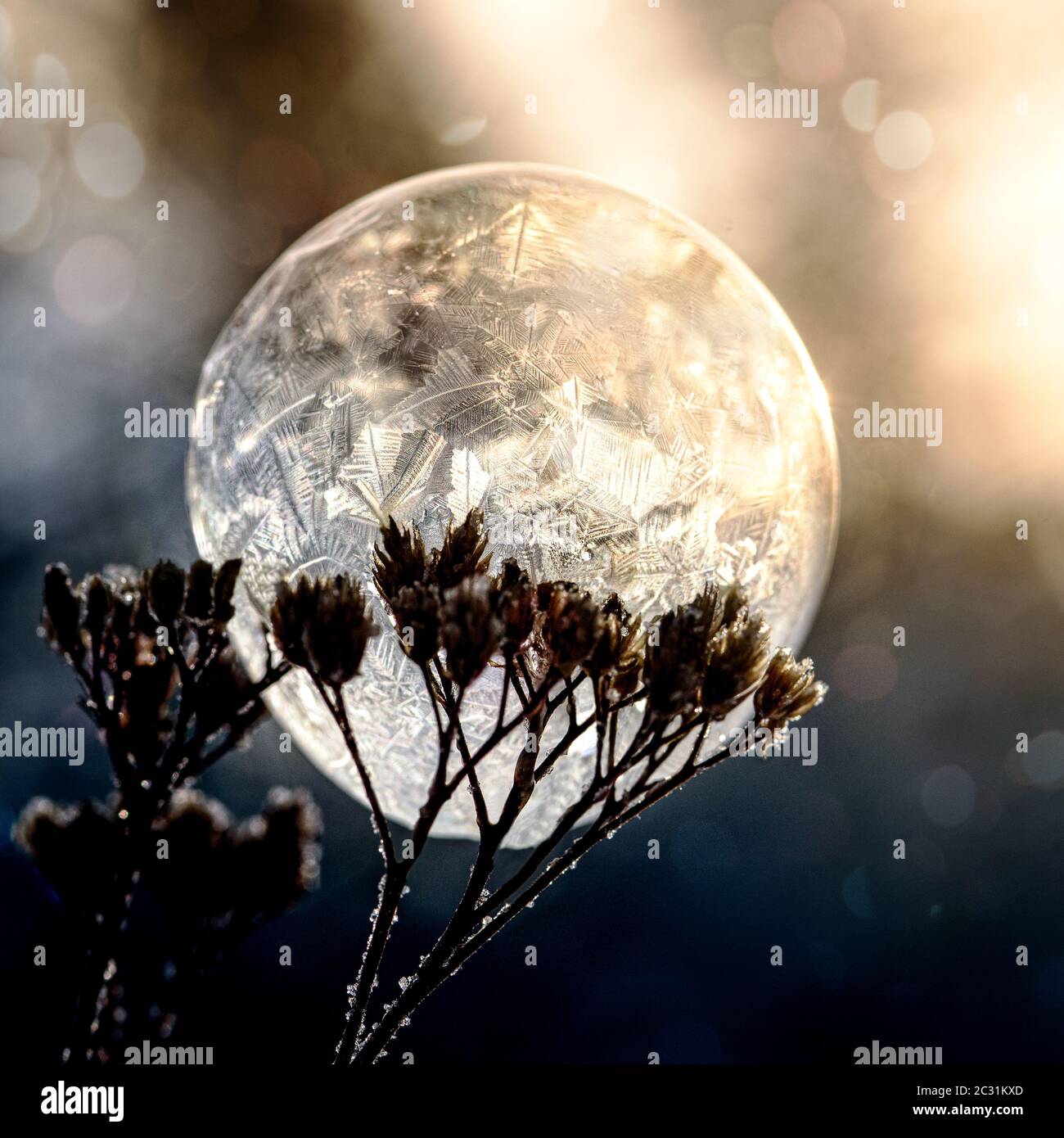 Bulle de savon surgelé avec un motif unique créé par le gel Banque D'Images
