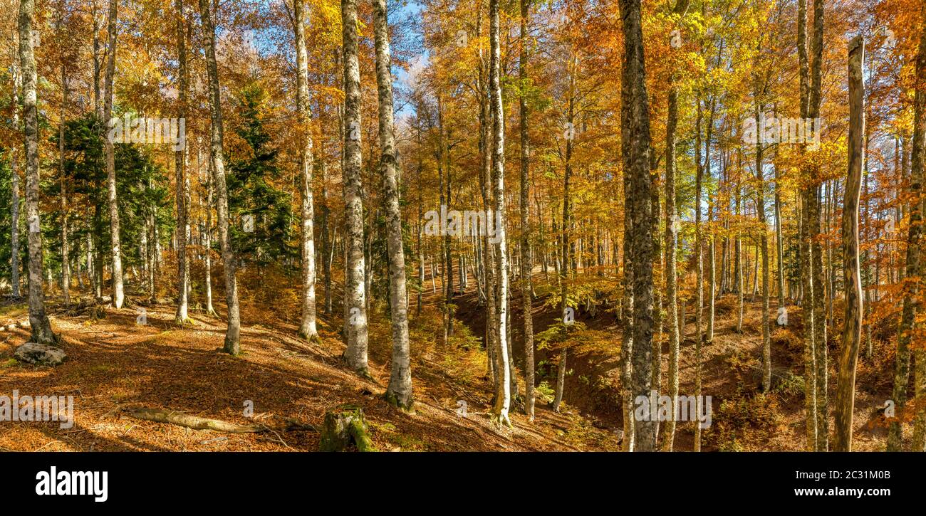 Paysage avec forêt d'Iraty, pays Basque, Pyrénées-Atlantique, France Banque D'Images