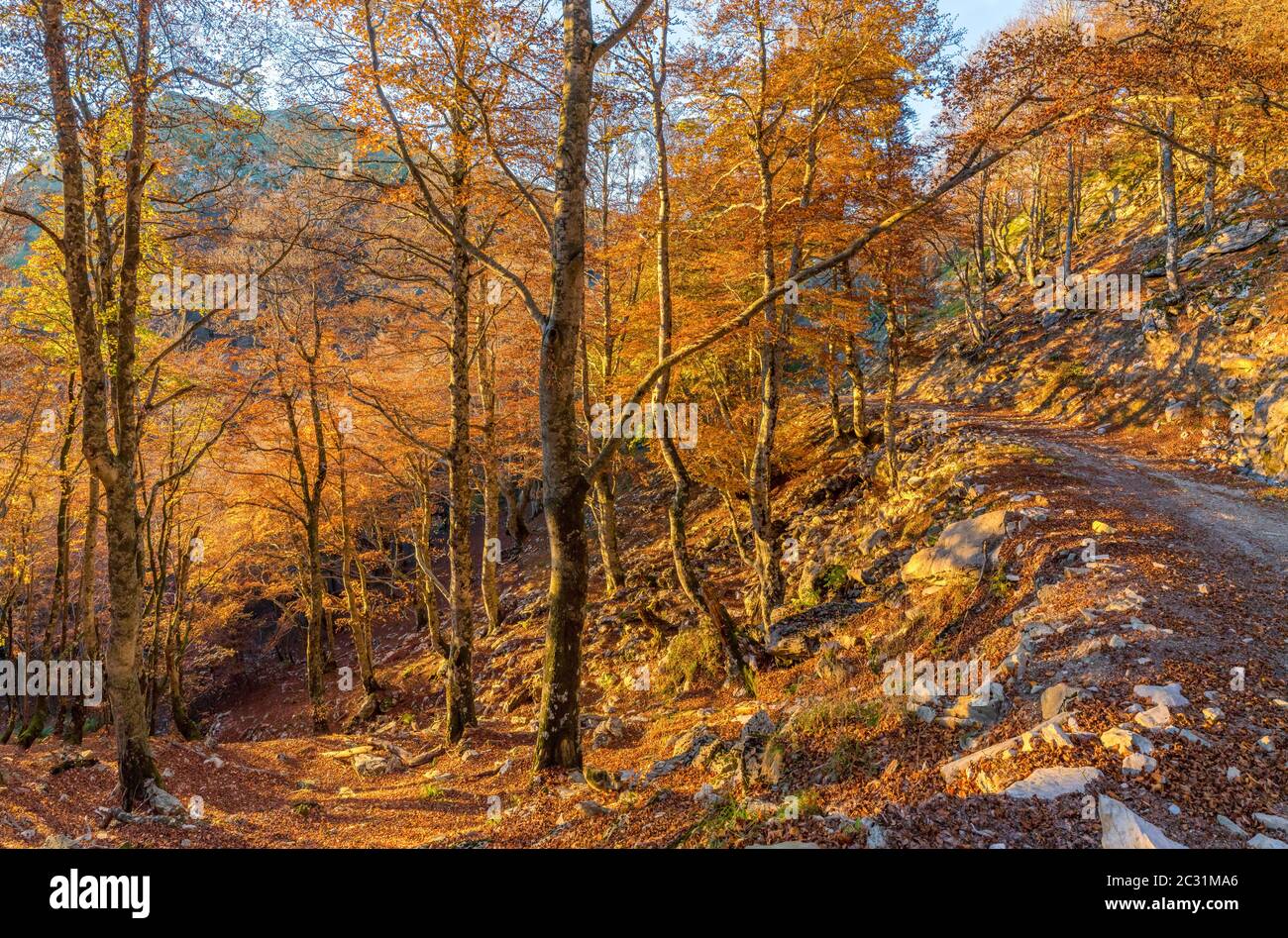 Paysage avec forêt d'Iraty, pays Basque, Pyrénées-Atlantique, France Banque D'Images