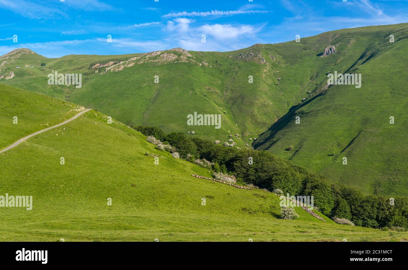 Paysage avec berger et troupeau aux montagnes d'Iraty, pays Basque, Pyrénées-Atlantique, France Banque D'Images