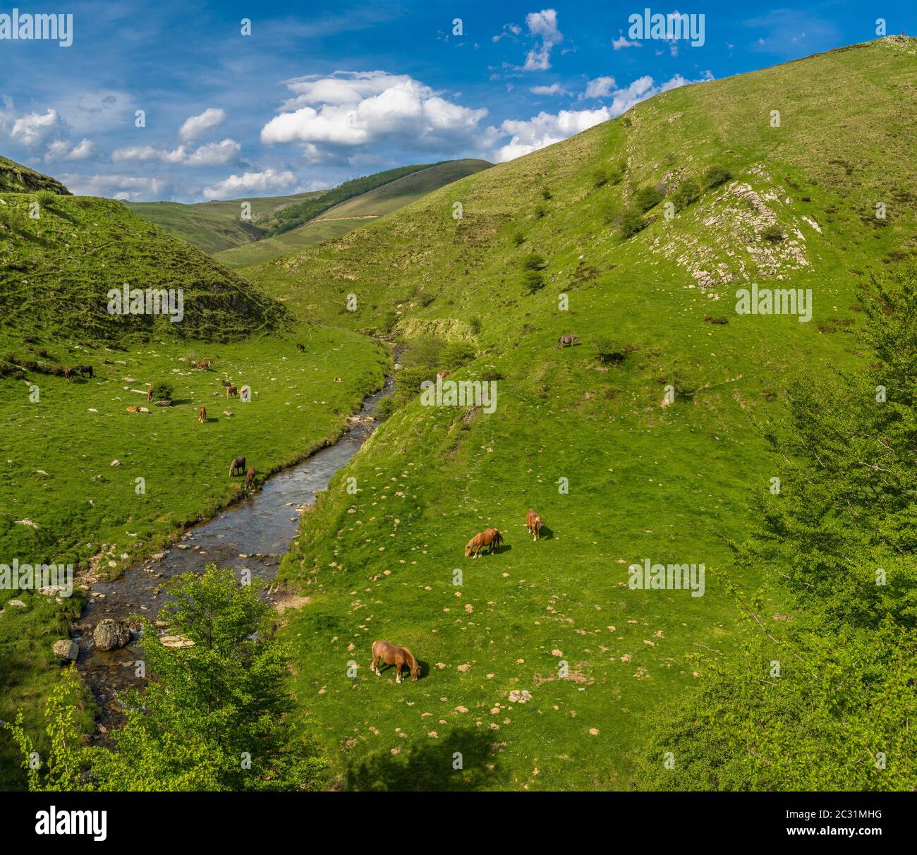 Paysage avec chevaux basques libres à Urculu, montagnes Iraty, pays Basque, Pyrénées-Atlantique, France Banque D'Images