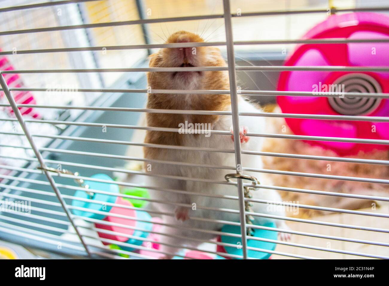 Hamster in cage Banque de photographies et d'images à haute résolution -  Alamy