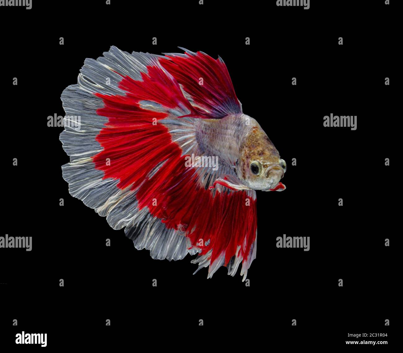 Les poissons de combat siamois combattent les poissons rouges, Betta splendens, Betta Fish, Halfmoon Betta. Banque D'Images Les poissons de combat siamois combattent les poissons rouges, Betta splendens, Betta Fish, Halfmoon Betta. Banque D'Images
