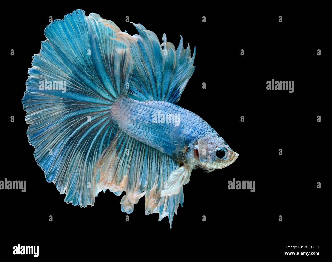 Les poissons de combat siamois combattent le poisson bleu, Betta splendens, Betta Fish, Halfmoon Betta. Banque D'Images Les poissons de combat siamois combattent le poisson bleu, Betta splendens, Betta Fish, Halfmoon Betta. Banque D'Images