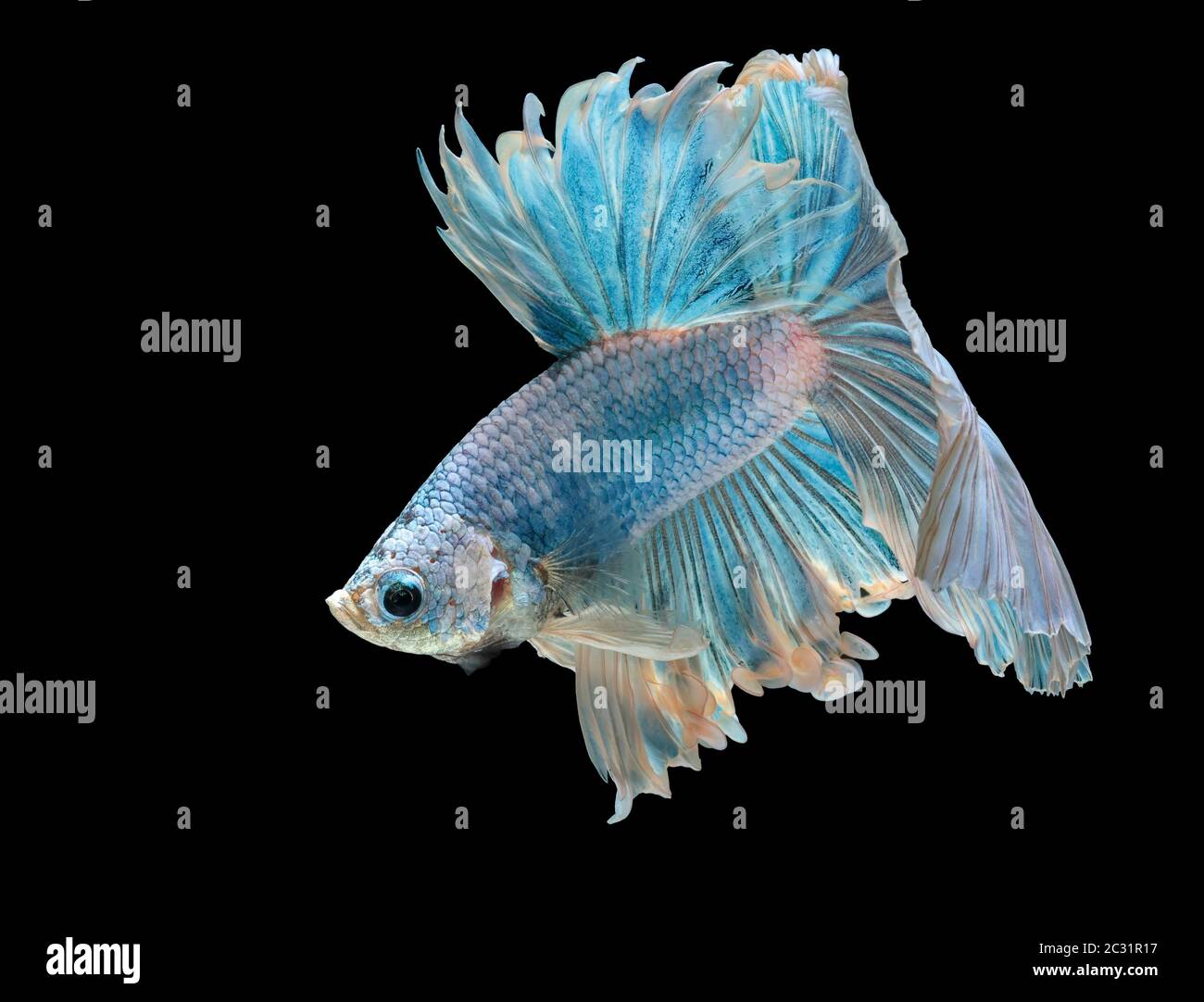 Les poissons de combat siamois combattent le poisson bleu, Betta splendens, Betta Fish, Halfmoon Betta. Banque D'Images Les poissons de combat siamois combattent le poisson bleu, Betta splendens, Betta Fish, Halfmoon Betta. Banque D'Images