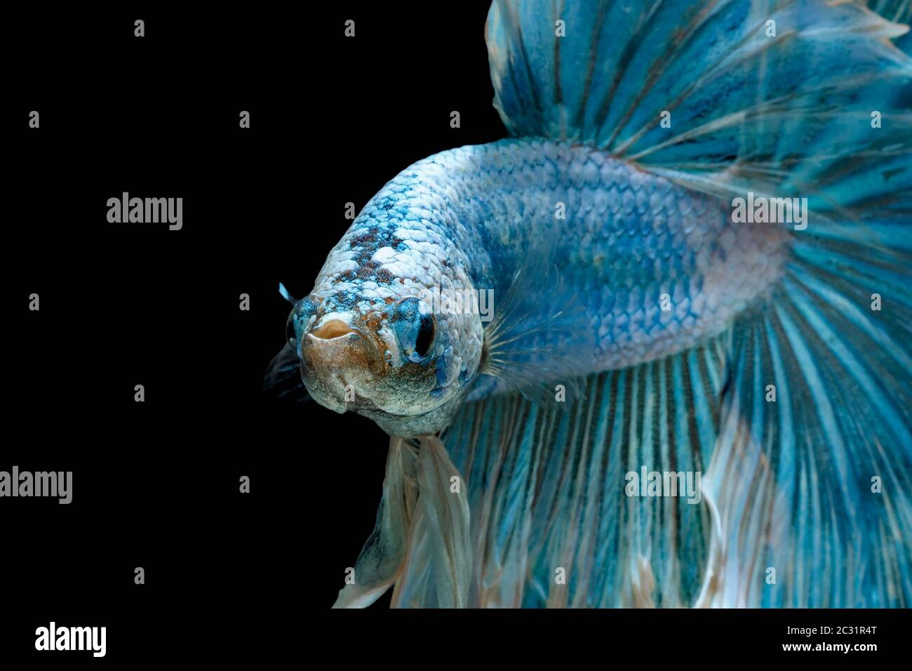 Les poissons de combat siamois combattent le poisson bleu, Betta splendens, Betta Fish, Halfmoon Betta. Banque D'Images Les poissons de combat siamois combattent le poisson bleu, Betta splendens, Betta Fish, Halfmoon Betta. Banque D'Images