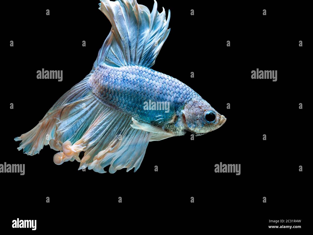 Les poissons de combat siamois combattent le poisson bleu, Betta splendens, Betta Fish, Halfmoon Betta. Banque D'Images Les poissons de combat siamois combattent le poisson bleu, Betta splendens, Betta Fish, Halfmoon Betta. Banque D'Images