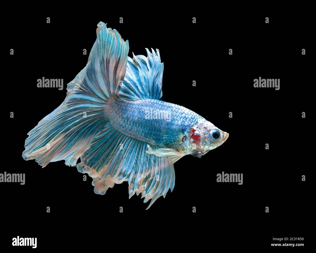 Les poissons de combat siamois combattent le poisson bleu, Betta splendens, Betta Fish, Halfmoon Betta. Banque D'Images Les poissons de combat siamois combattent le poisson bleu, Betta splendens, Betta Fish, Halfmoon Betta. Banque D'Images