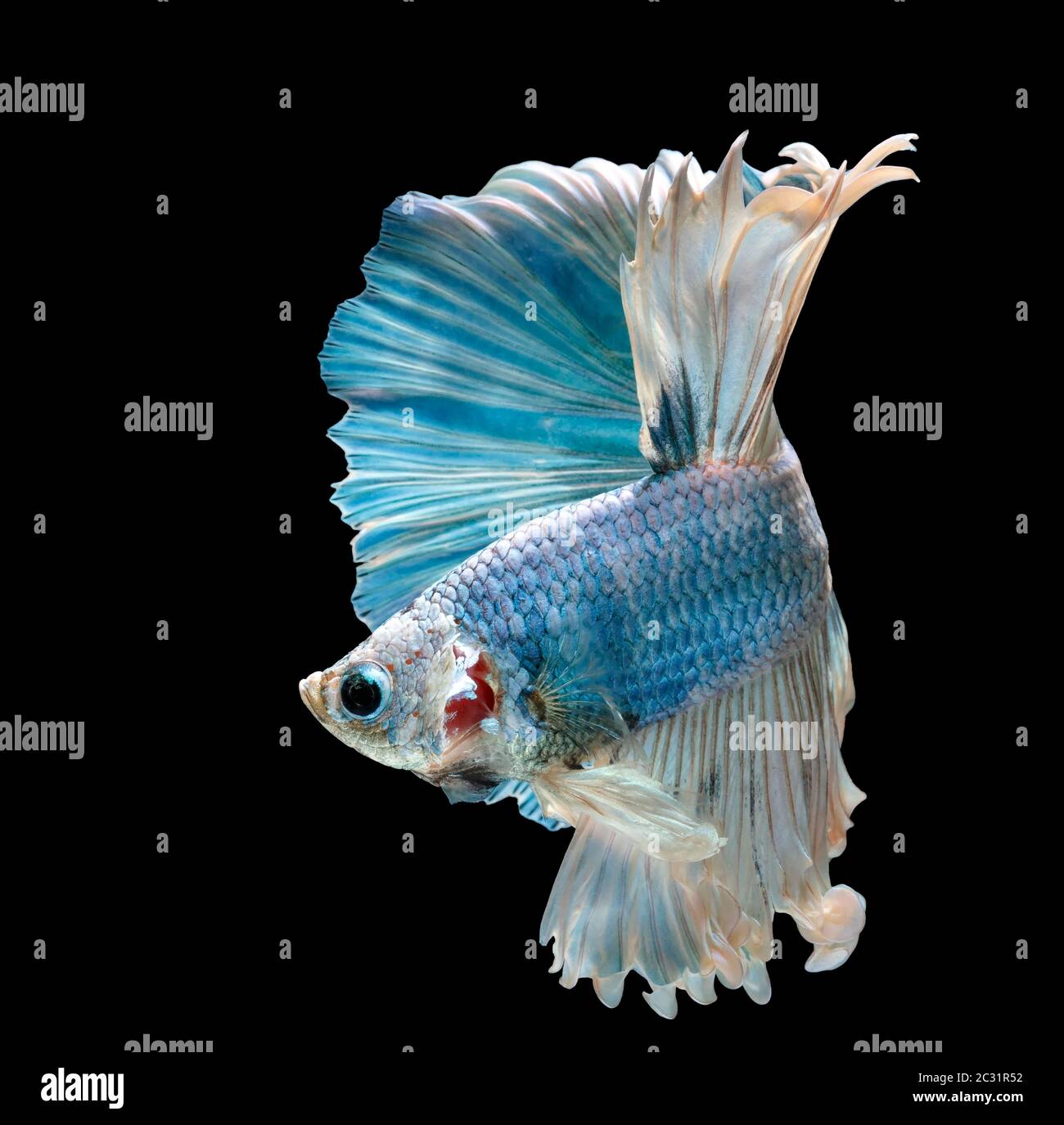 Les poissons de combat siamois combattent le poisson bleu, Betta splendens, Betta Fish, Halfmoon Betta. Banque D'Images Les poissons de combat siamois combattent le poisson bleu, Betta splendens, Betta Fish, Halfmoon Betta. Banque D'Images
