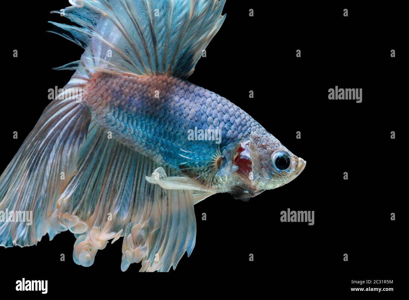 Les poissons de combat siamois combattent le poisson bleu, Betta splendens, Betta Fish, Halfmoon Betta. Banque D'Images Les poissons de combat siamois combattent le poisson bleu, Betta splendens, Betta Fish, Halfmoon Betta. Banque D'Images