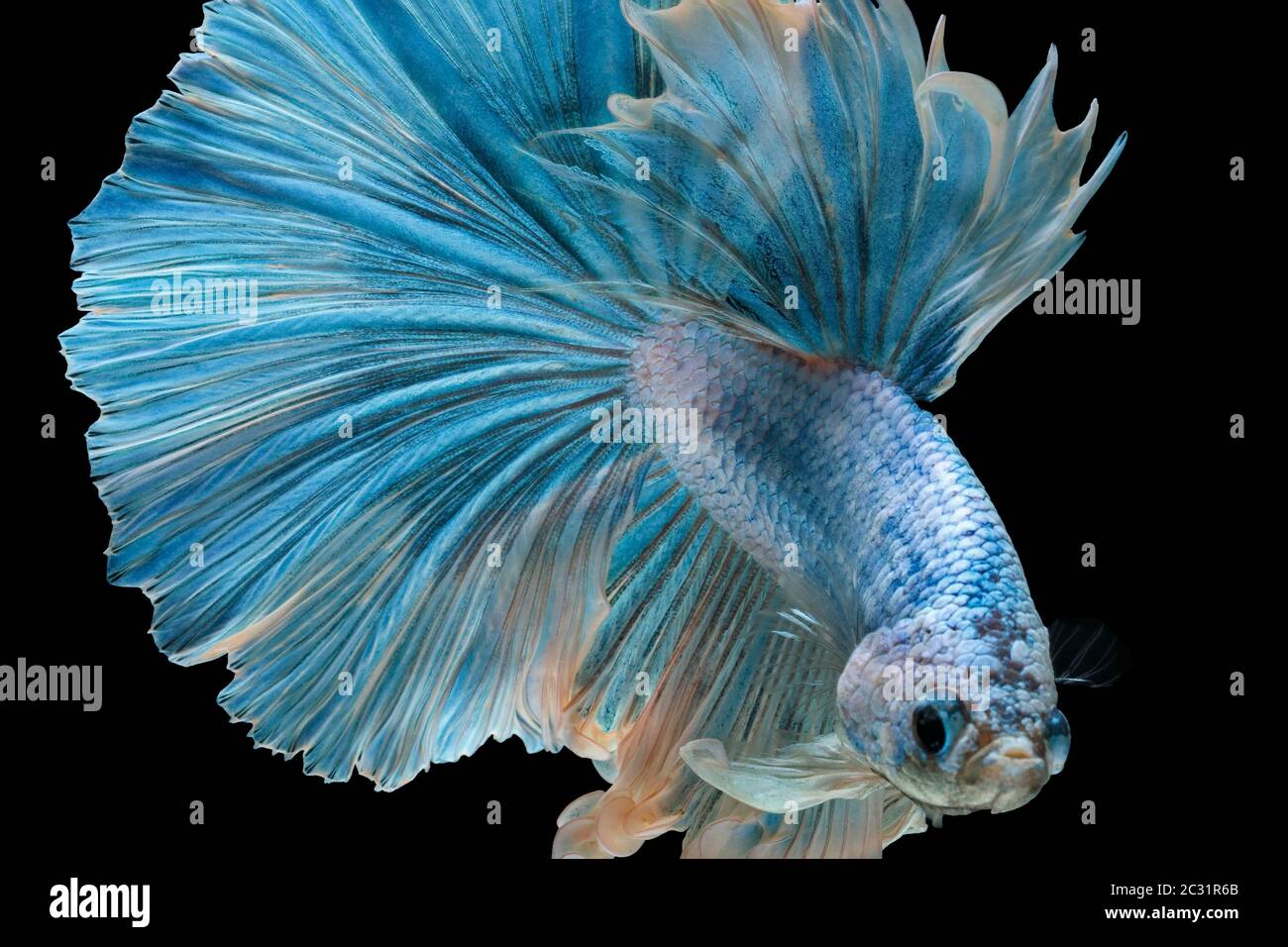 Les poissons de combat siamois combattent le poisson bleu, Betta splendens, Betta Fish, Halfmoon Betta. Banque D'Images