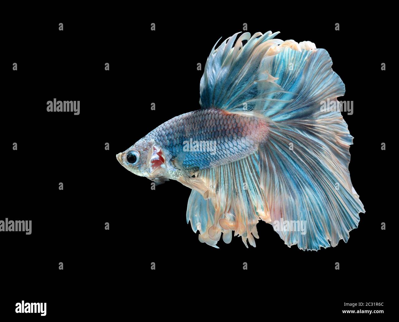 Les poissons de combat siamois combattent le poisson bleu, Betta splendens, Betta Fish, Halfmoon Betta. Banque D'Images Les poissons de combat siamois combattent le poisson bleu, Betta splendens, Betta Fish, Halfmoon Betta. Banque D'Images