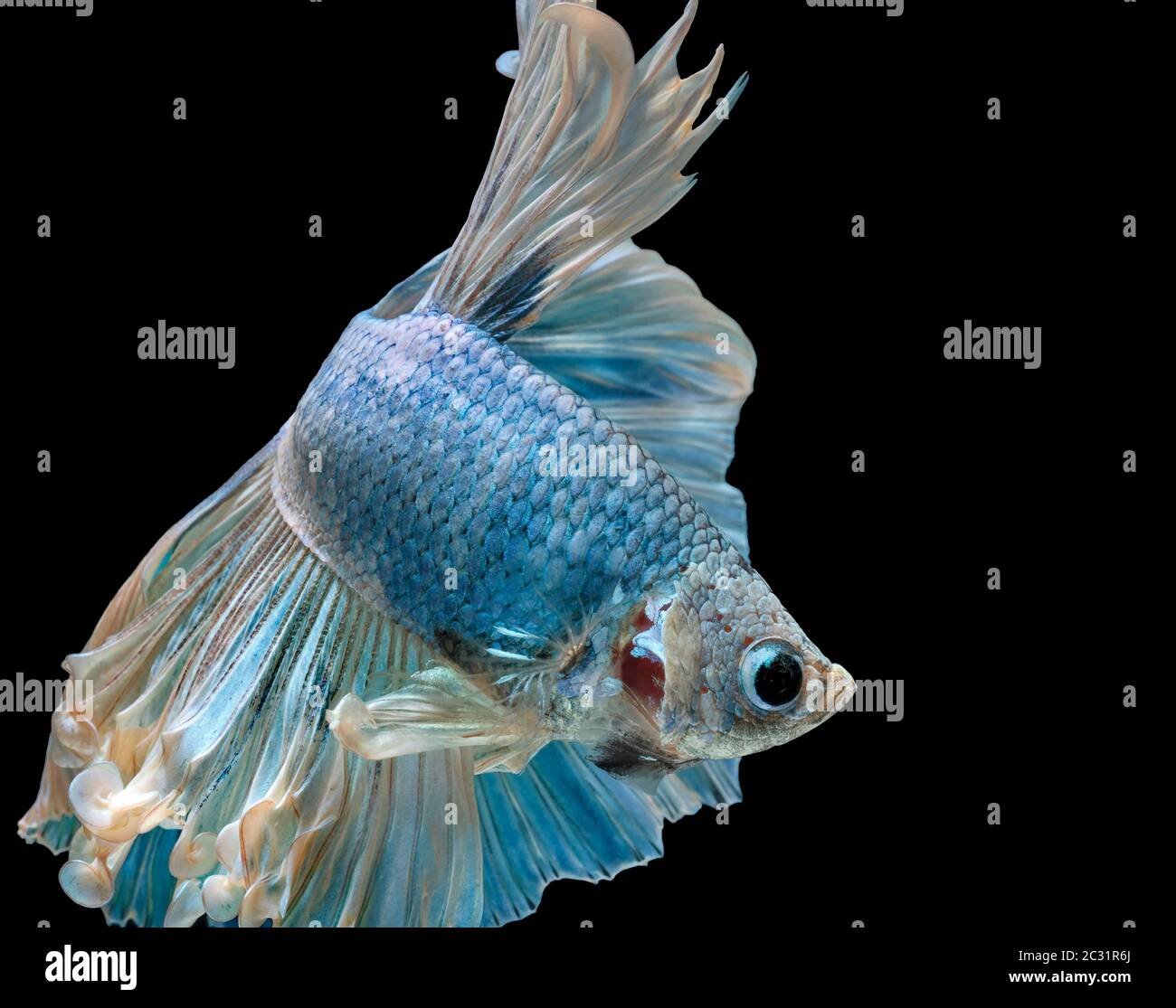 Les poissons de combat siamois combattent le poisson bleu, Betta splendens, Betta Fish, Halfmoon Betta. Banque D'Images Les poissons de combat siamois combattent le poisson bleu, Betta splendens, Betta Fish, Halfmoon Betta. Banque D'Images
