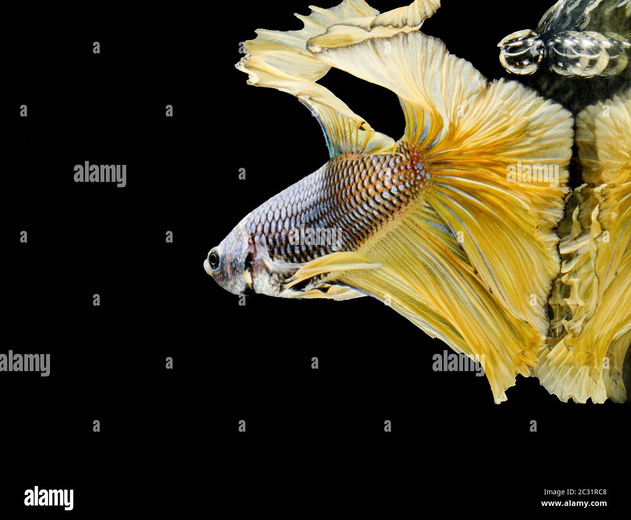 Les poissons de combat siamois combattent les poissons jaunes, Betta splendens, Betta Fish, Halfmoon Betta. Banque D'Images Les poissons de combat siamois combattent les poissons jaunes, Betta splendens, Betta Fish, Halfmoon Betta. Banque D'Images