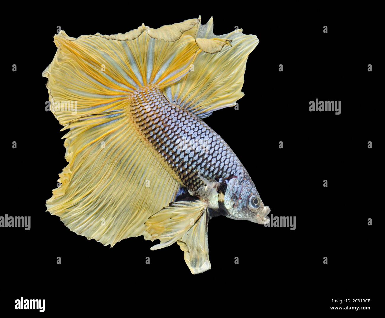 Les poissons de combat siamois combattent les poissons jaunes, Betta splendens, Betta Fish, Halfmoon Betta. Banque D'Images Les poissons de combat siamois combattent les poissons jaunes, Betta splendens, Betta Fish, Halfmoon Betta. Banque D'Images