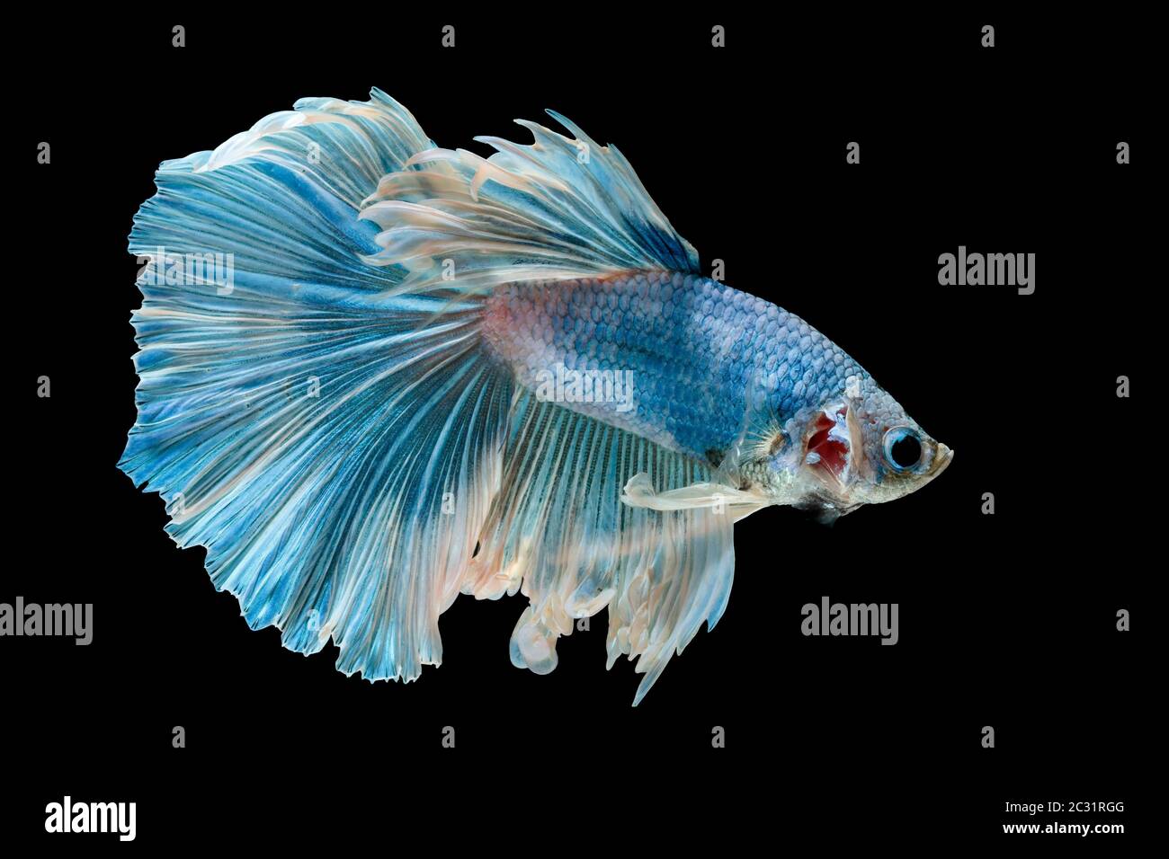 Les poissons de combat siamois combattent le poisson bleu, Betta splendens, Betta Fish, Halfmoon Betta. Banque D'Images Les poissons de combat siamois combattent le poisson bleu, Betta splendens, Betta Fish, Halfmoon Betta. Banque D'Images