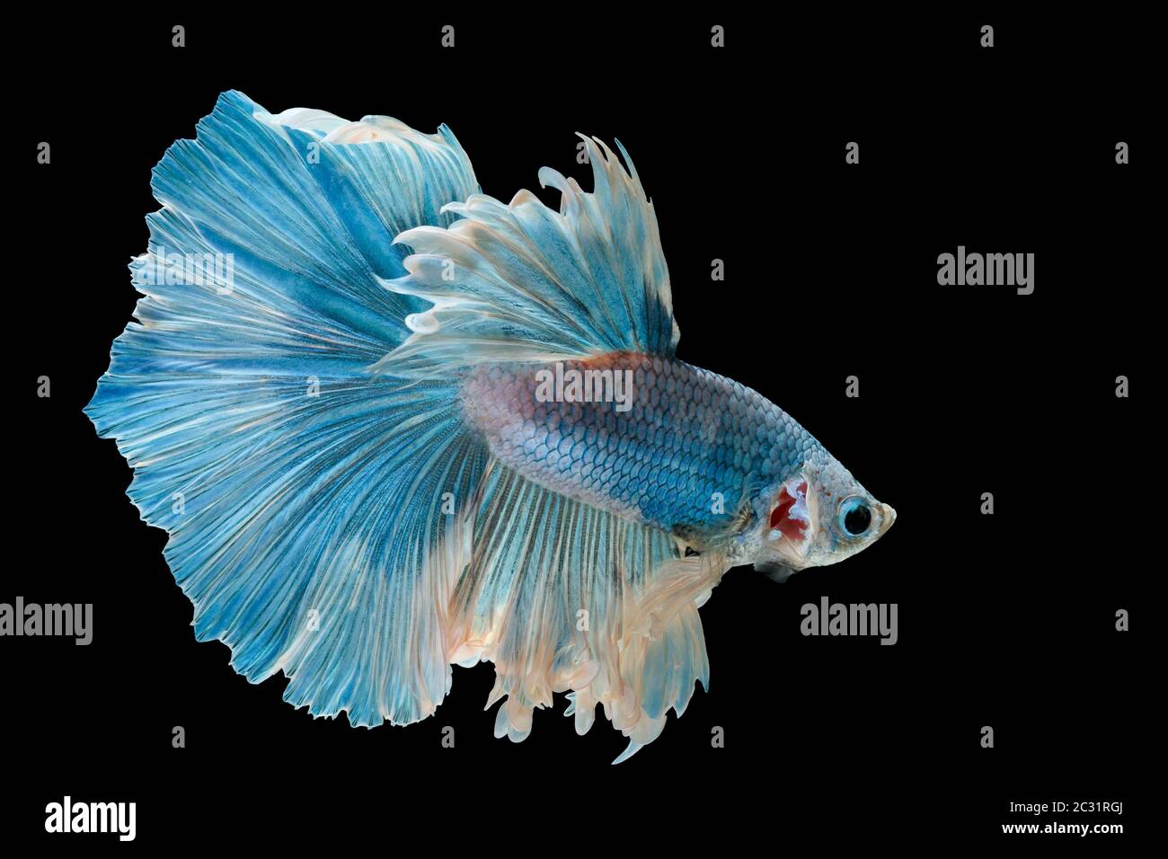 Les poissons de combat siamois combattent le poisson bleu, Betta splendens, Betta Fish, Halfmoon Betta. Banque D'Images Les poissons de combat siamois combattent le poisson bleu, Betta splendens, Betta Fish, Halfmoon Betta. Banque D'Images