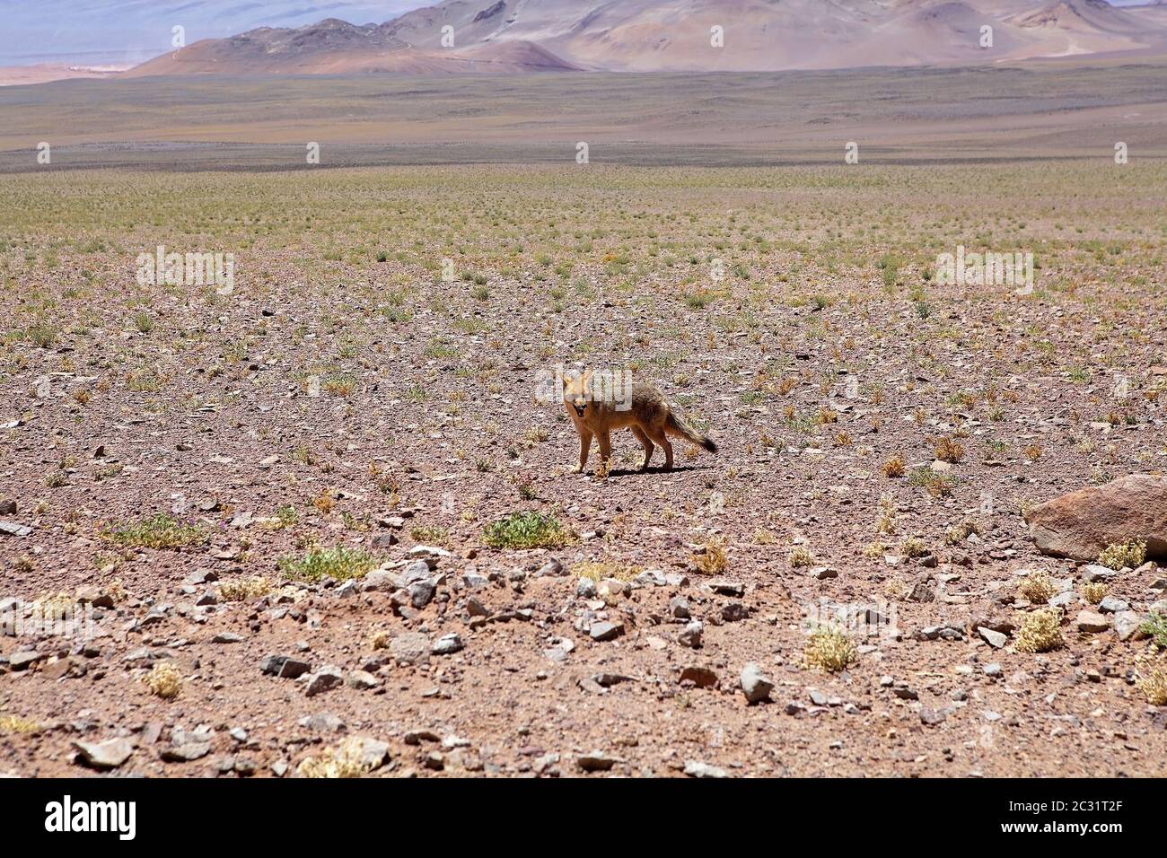 Le renard de Pampa au Salar d'Arizaro à la Puna de Atacama, Argentine. Le renard pampas se trouve dans le nord et le centre de l'Argentine, en Uruguay et dans l'est du pays Banque D'Images