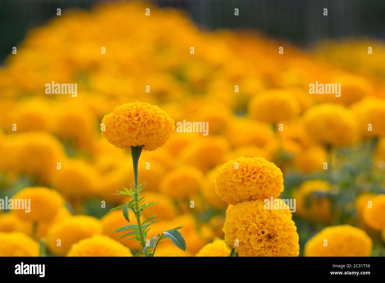 Tagètes Orange flower fields, selective focus Banque D'Images