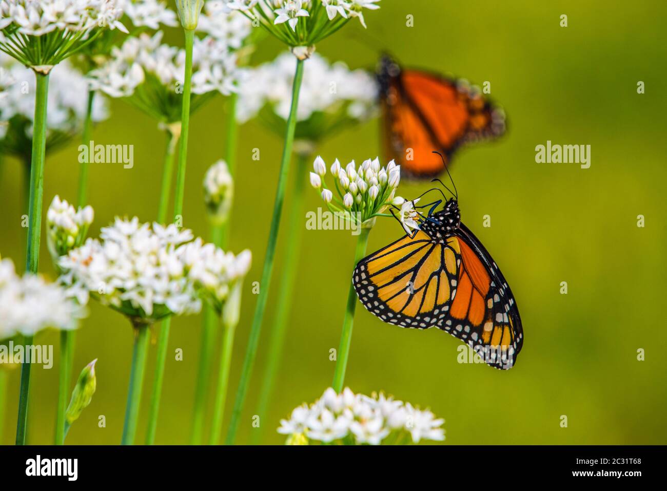 Monarque (Danaus plexippus) qui nectar des fleurs d'oignon tardif, Grand Sudbury, Ontario, Canada Banque D'Images