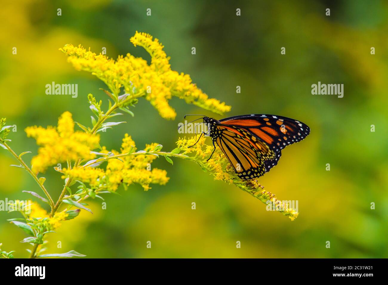 Monarque (Danaus plexippus) qui nectarse des fleurs sauvages de la fin de l'été, Grand Sudbury, Ontario, Canada Banque D'Images