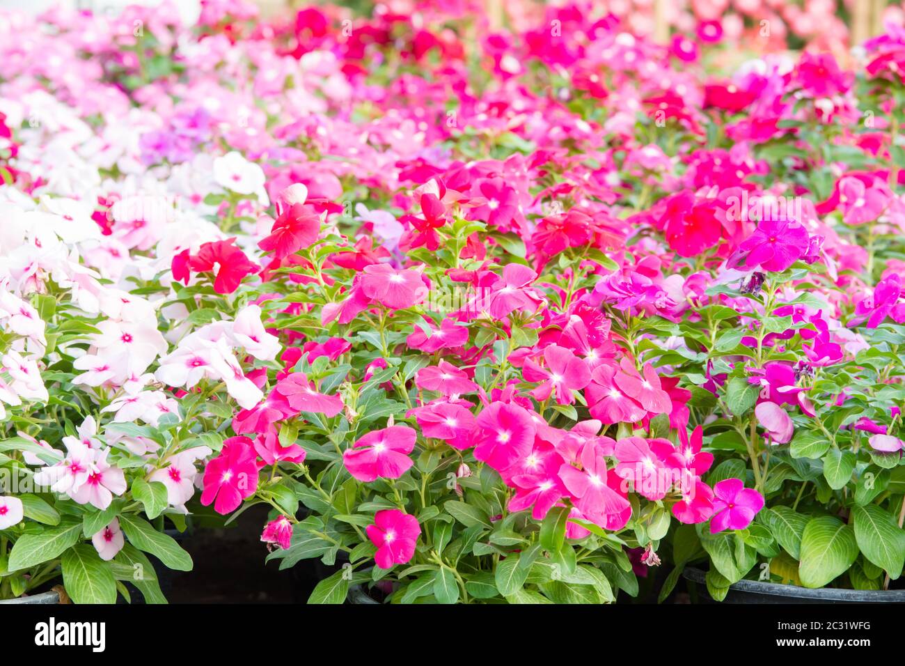 Vinca rosea fleur fleurs dans le jardin, le feuillage variété de couleurs des fleurs, selective focus Banque D'Images