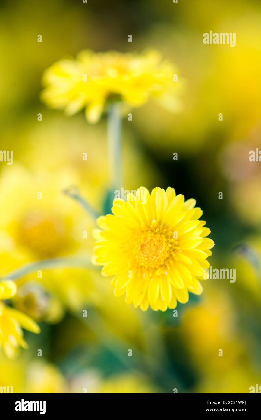 Chrysanthème jaune chrysanthème, fleurs dans le jardin. Arrière-plan flou pour fleurs, plantes colorées Banque D'Images