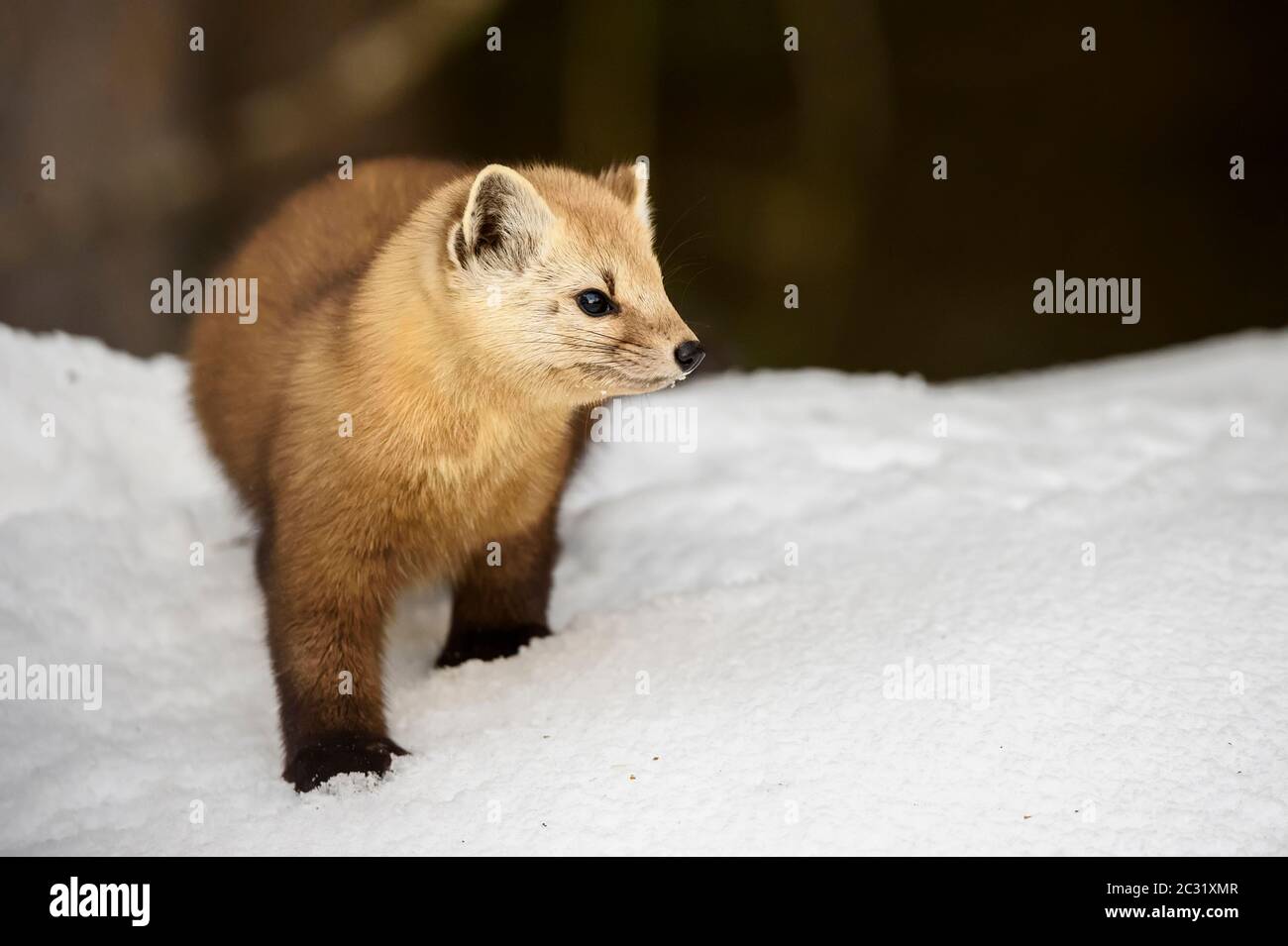 Martre d'Amérique (Martes americana) en hiver, parc provincial Algonquin, Ontario, Canada Banque D'Images