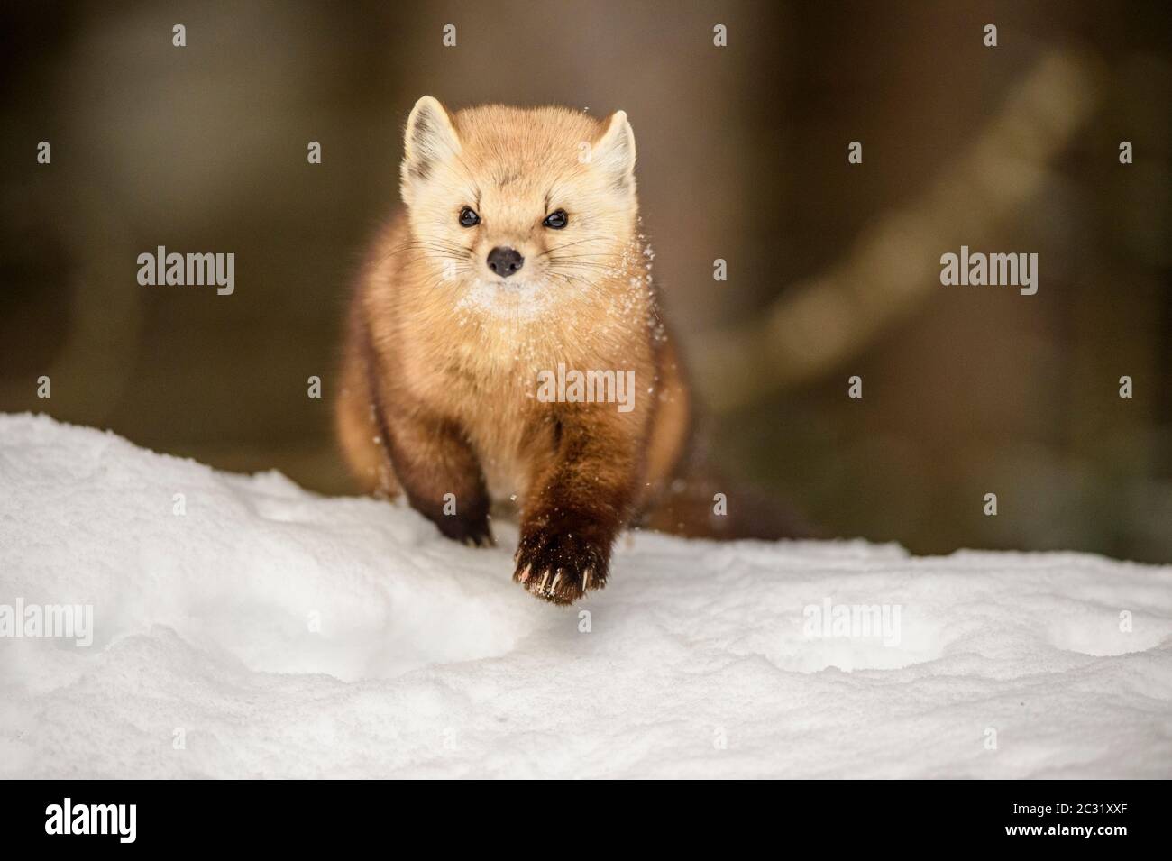 Martre d'Amérique (Martes americana) en hiver, parc provincial Algonquin, Ontario, Canada Banque D'Images