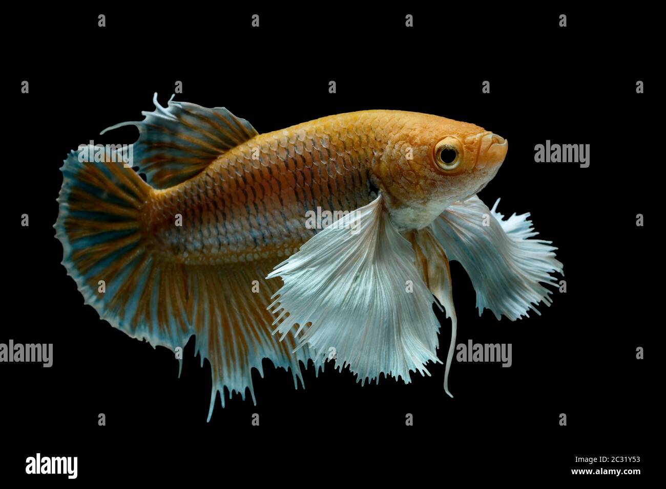 Les poissons de combat siamois combattent les poissons jaunes, Betta splendens, Betta Fish, Halfmoon Betta. Banque D'Images Les poissons de combat siamois combattent les poissons jaunes, Betta splendens, Betta Fish, Halfmoon Betta. Banque D'Images