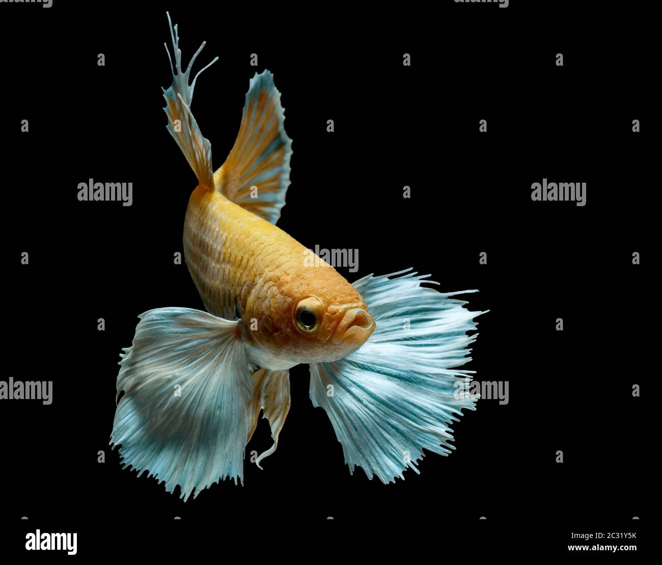 Les poissons de combat siamois combattent les poissons jaunes, Betta splendens, Betta Fish, Halfmoon Betta. Banque D'Images Les poissons de combat siamois combattent les poissons jaunes, Betta splendens, Betta Fish, Halfmoon Betta. Banque D'Images
