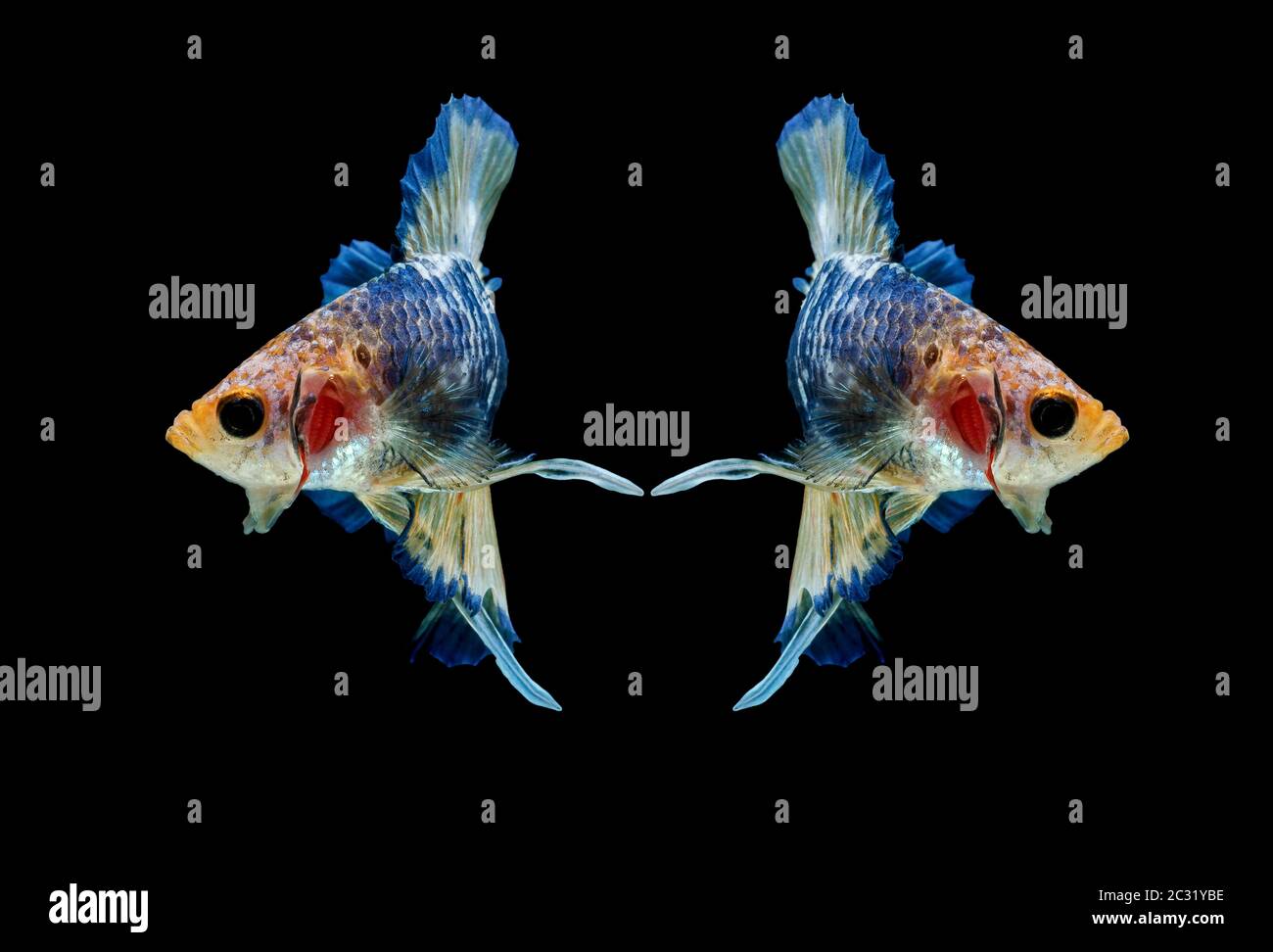 Les poissons de combat siamois combattent le poisson bleu, Betta splendens, Betta Fish, Halfmoon Betta. Banque D'Images Les poissons de combat siamois combattent le poisson bleu, Betta splendens, Betta Fish, Halfmoon Betta. Banque D'Images
