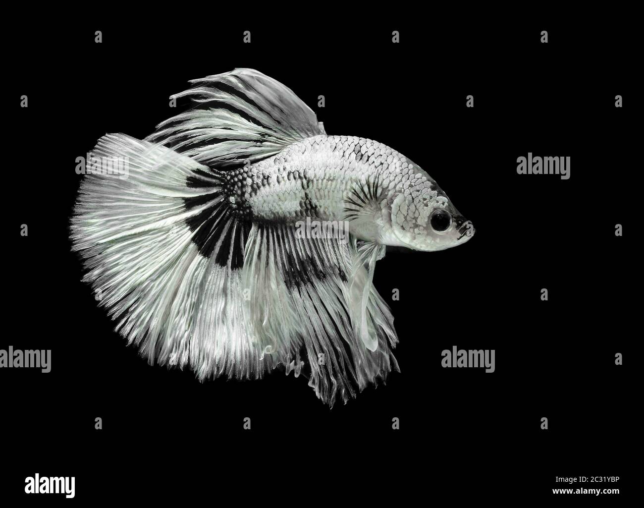 Poisson de combat siamois, toile de fond noire, Betta splendens, Betta Fish, Halfmoon Betta. Banque D'Images Poisson de combat siamois, toile de fond noire, Betta splendens, Betta Fish, Halfmoon Betta. Banque D'Images