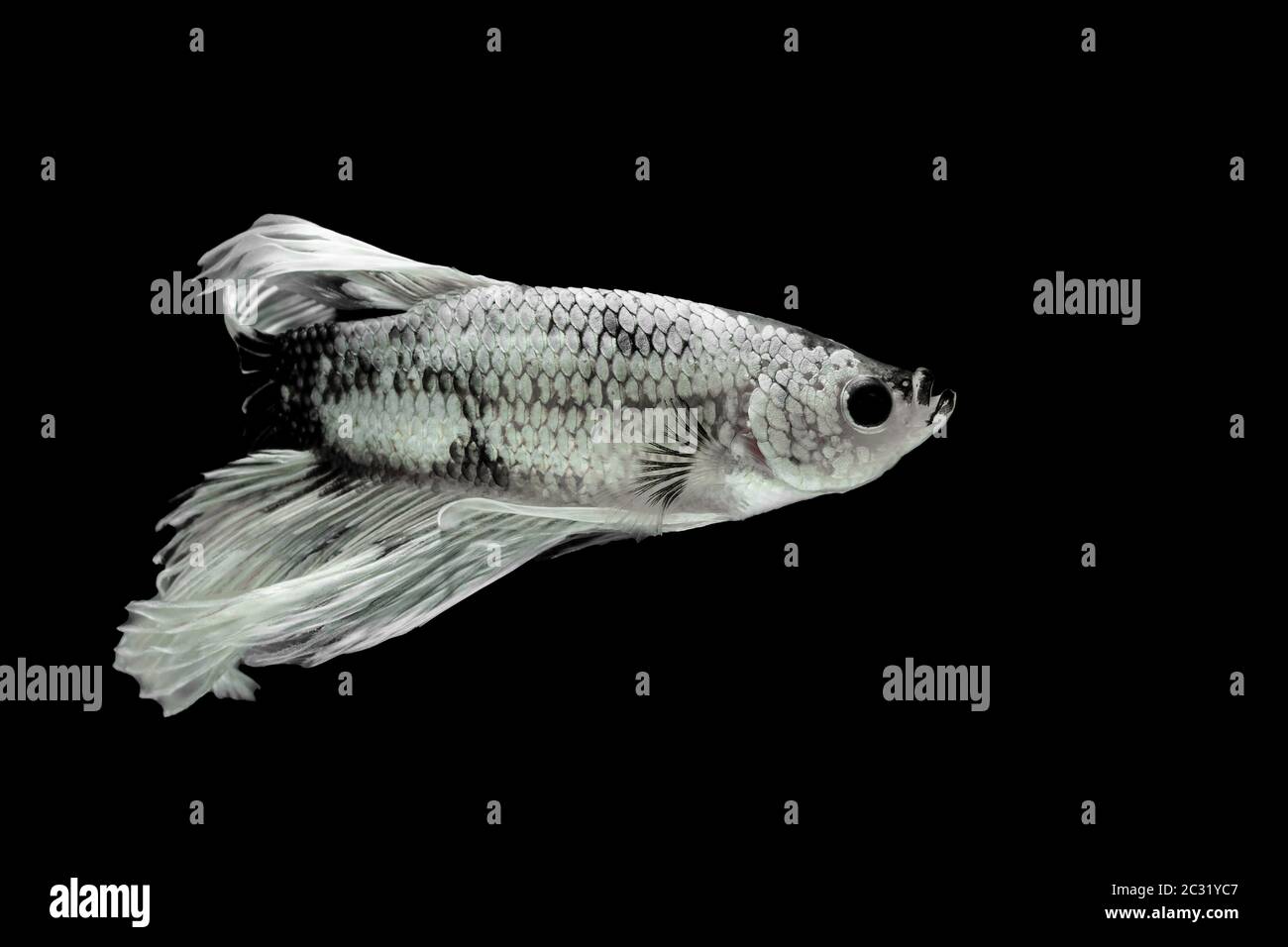 Poisson de combat siamois, toile de fond noire, Betta splendens, Betta Fish, Halfmoon Betta. Banque D'Images Poisson de combat siamois, toile de fond noire, Betta splendens, Betta Fish, Halfmoon Betta. Banque D'Images