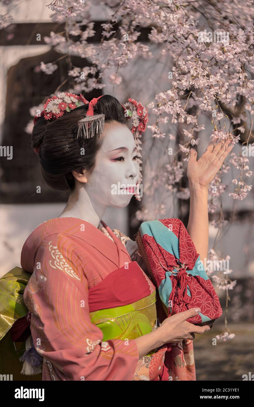 En Maiko un kimono posant devant une maison traditionnelle japonaise entourée de cerisiers. Banque D'Images