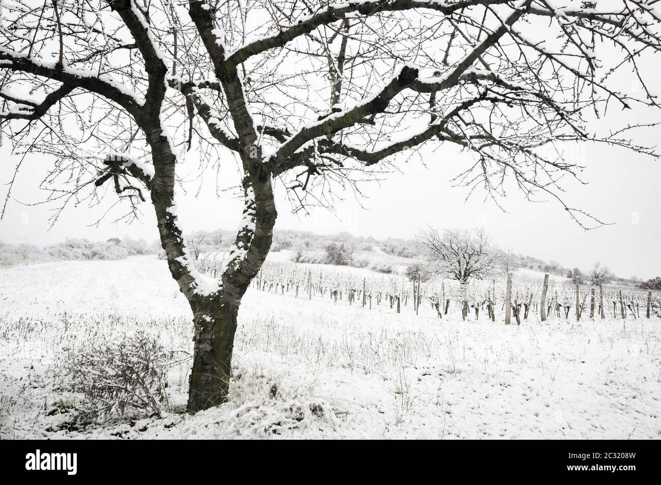 Cerisier avec neige en hiver Banque D'Images