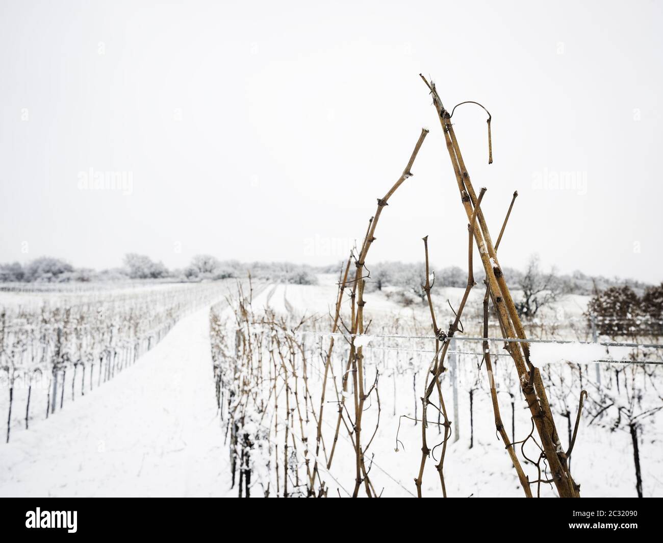 Vignoble dans le Burgenland en hiver Banque D'Images