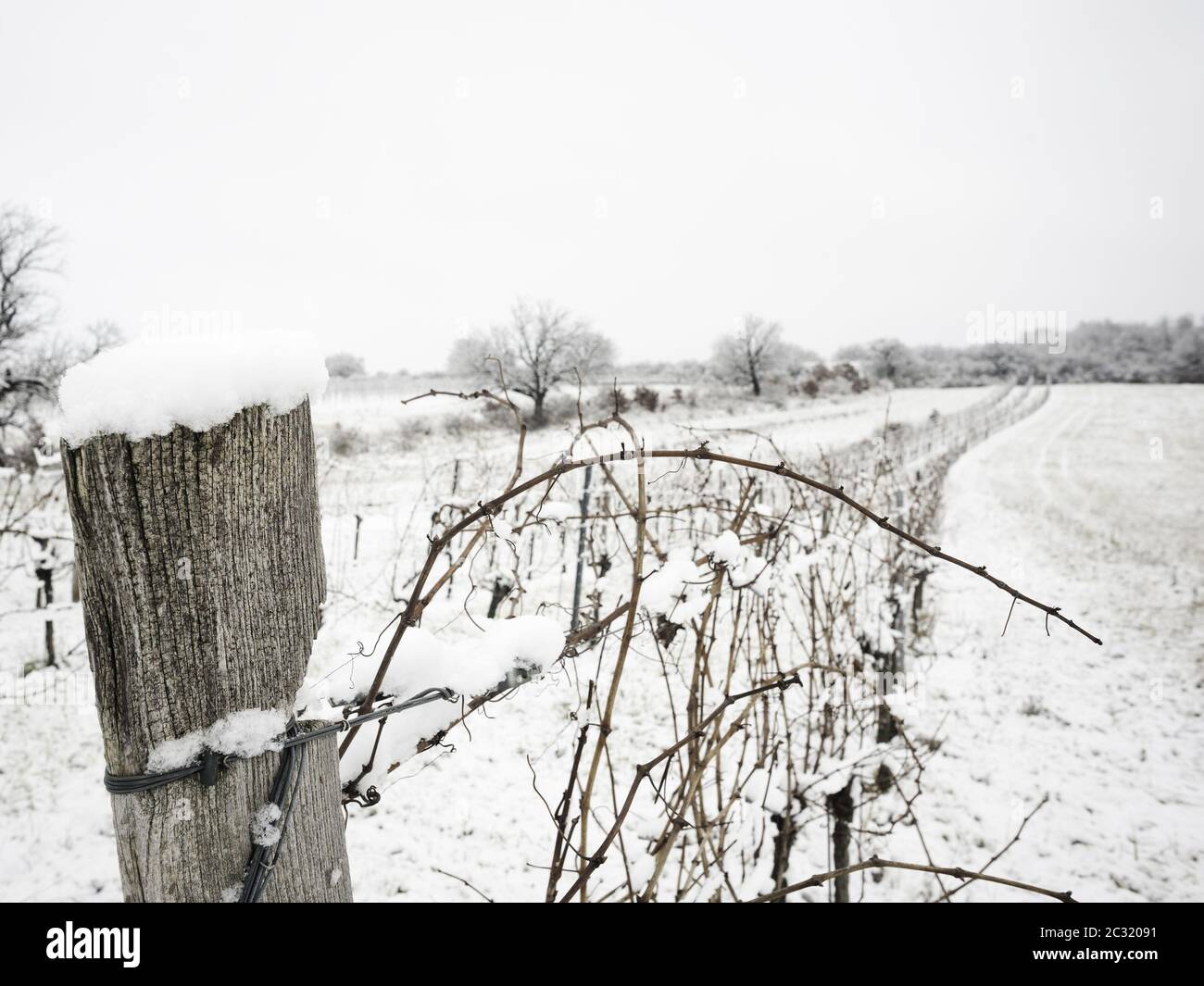 Vignoble dans le Burgenland en hiver Banque D'Images